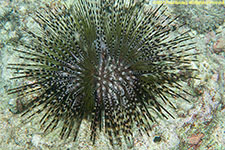 sea urchin